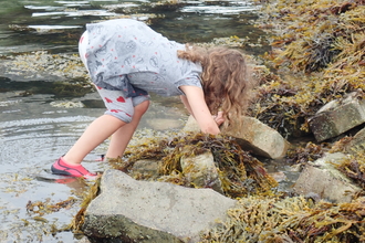 A child looking for seashore animals amongst the seaweed and rocks at low tide