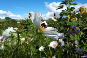 Bee on flower at Kingcombe © Cat Bolado 