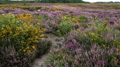 Upton Heath © Tony Bates MBE