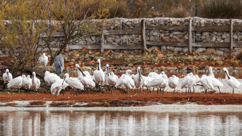 Spoonbills on Brownsea lagoon