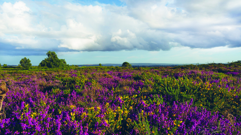 Upton Heath