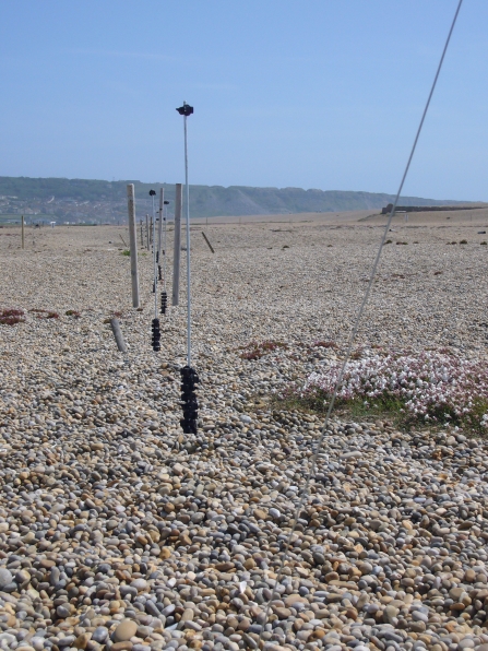 Fence barriers for the little tern colony on Chesil Beach © DWT