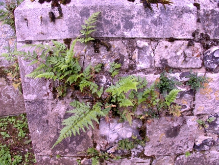 Ferns growing on wall