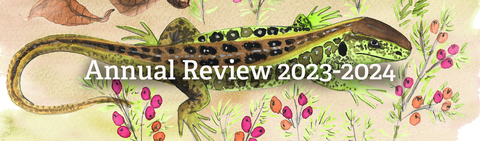 Annual Review banner showing illustration of sand lizard