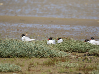 Mediterranean gull