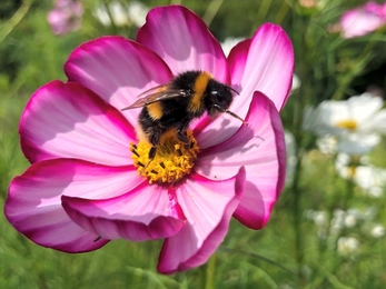 Bee on a cosmos