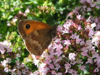 Gatekeeper butterfly on marjoram 