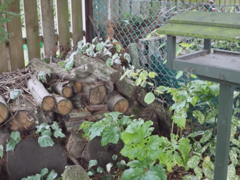 Oakdale Library Garden log pile