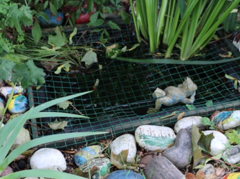 Oakdale Library Garden pond