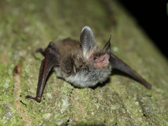 Bechstein's bat