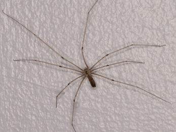 Cellar spider