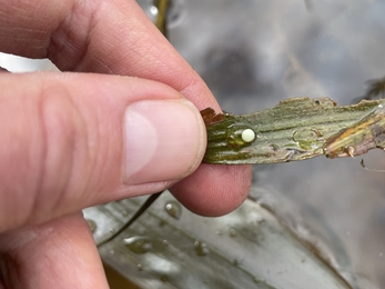 Great crested newt egg