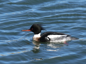 Red-breasted merganser 