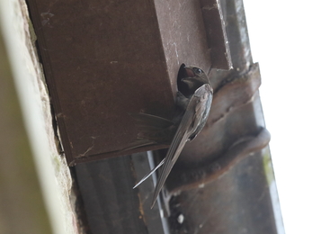 Swift on a swift box