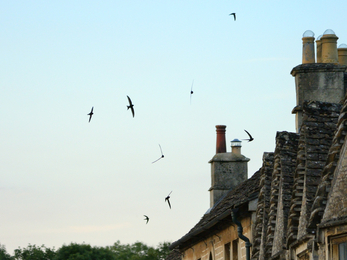 Swifts at dusk