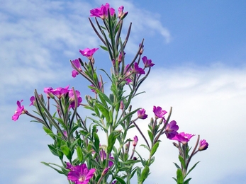 Great willowherb 