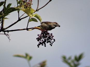 Blackcap with elder berries