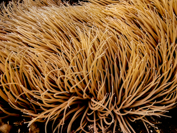 Snakelocks anemone tentacles 