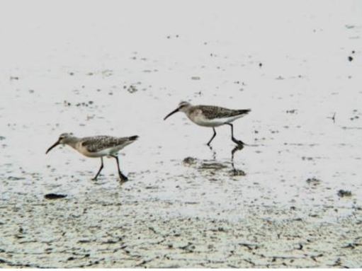 Curlew sandpiper on the Brownsea Island Lagoon by Nicki Tutton