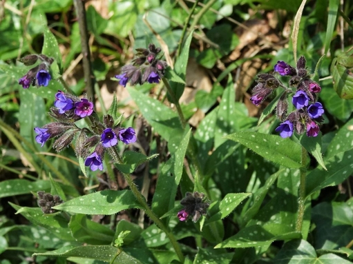 Narrow-leaved lungwort at Wild Woodbury