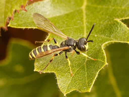 Sand-tailed differ wasp on a leaf 