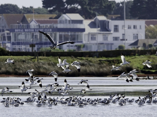 Lagoon birds at Brownsea Island