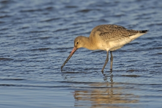 Black-tailed Godwit