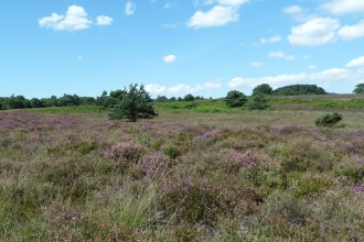 Higher Hyde Heath © James Hitchen