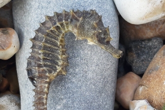 Seahorse at Weymouth beach © Gail Frogpie 