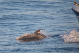 Photo - bottlenose dolphin in front of a boat in the sea 