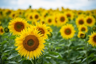 Sunflowers