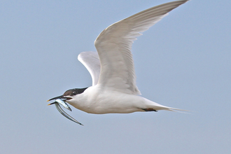 Sandwich tern