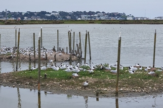 Tern island