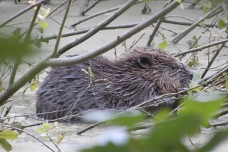 Beaver kit in July 2022