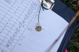 Recording Dorset notable species on an SNCI