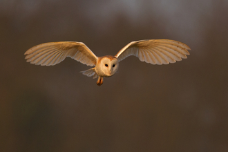 Barn owl in flight 