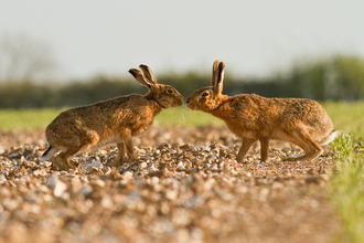 Pair of brown hares 