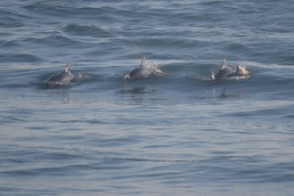 A group of Bottlenose dolphins including calf