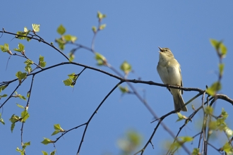 Singing bird