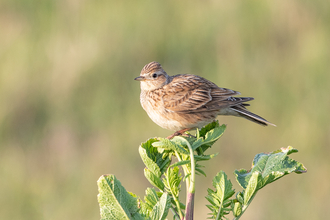 A picture of a Skylark perched on a branch