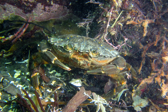 A shore crab in a rockpool