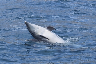Bottlenose dolphins in Weymouth Bay
