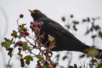 Blackbird in a tree with winter berries