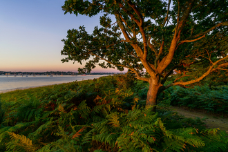 Brownsea Island 