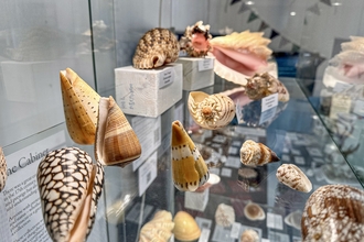 A collection of tropical seashells housed in a glass display cabinet.