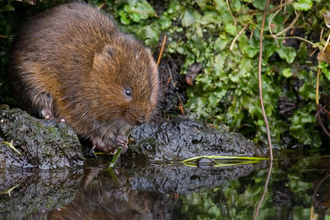 A water vole perched at the edge of a river, looking at their reflection in the water