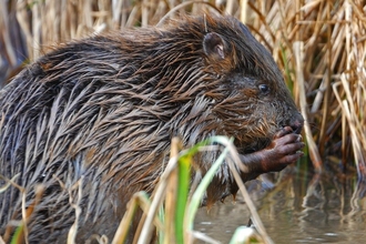 beaver crouched in water