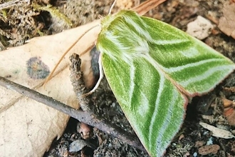 Green moth on a leaf