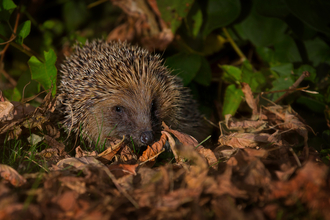 Hedgehog