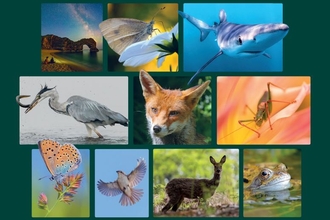 A selection of wildlife photos